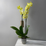 Букеты с Орхидеями от интернет-магазина «Флоренция»в Надыме