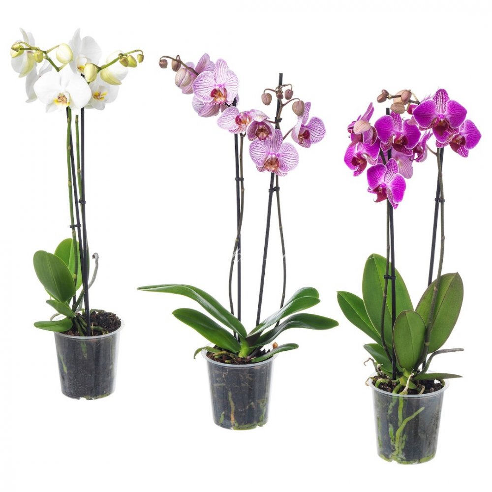 Купить цветы орхидеи в горшке. Фаленопсис икеа. Орхидея фаленопсис икеа. Растение Горшечное фаленопсис. Фаленопсис микс 2 ствола.