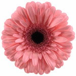 Пион нежно розовый от интернет-магазина «Флоренция»в Надыме